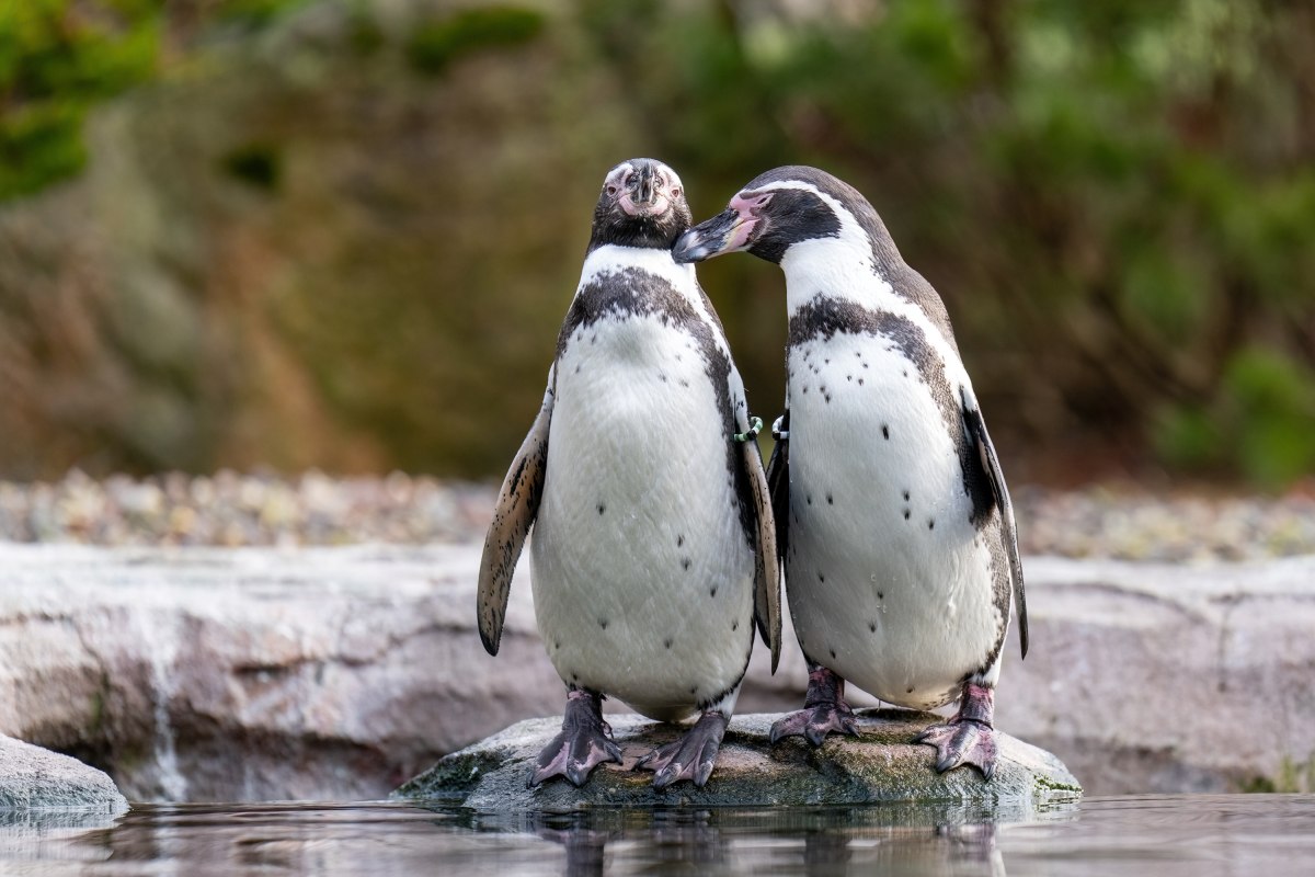 Two Humboldt penguins at Rostock Zoo, &copy; Zoo Rostock/ Dr&uuml;bbisch