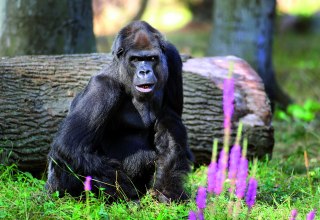© Zoo Rostock/Gohlke