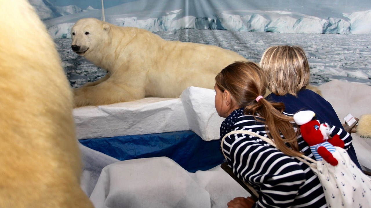 Polar bears at Wildlife Usedom // © H. Böhm / trassenheide.de Polar bears at Wildlife Usedom // © H. Böhm / trassenheide.de