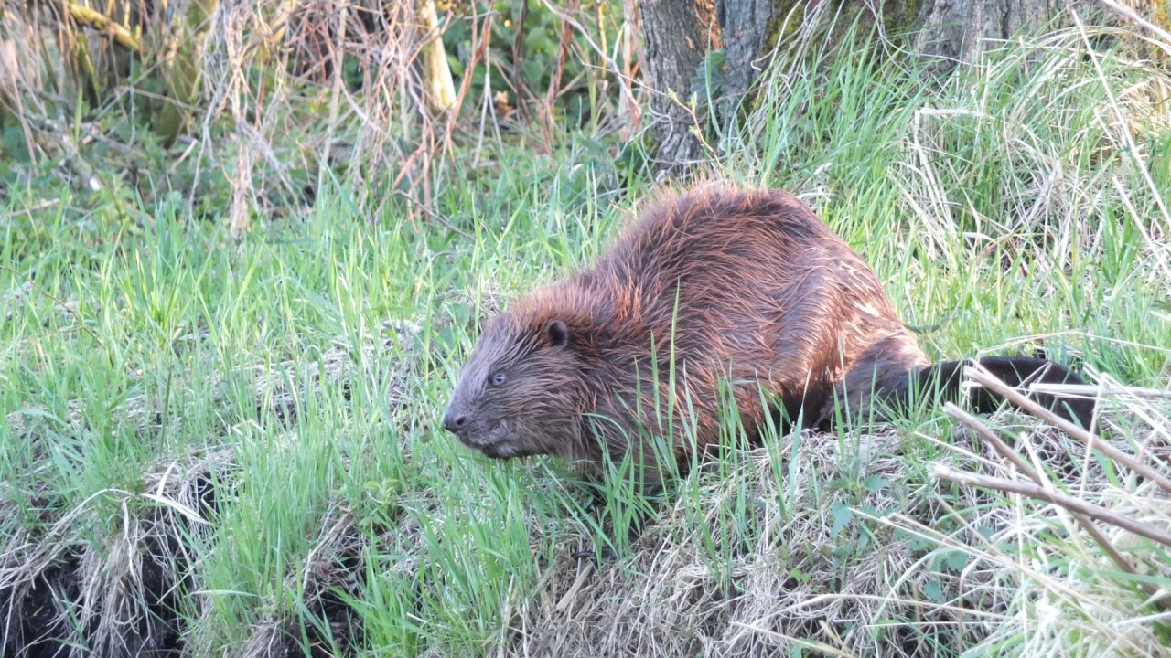 Bever op de Recknitz // © Martin Hagemann Bever op de Recknitz // © Martin Hagemann