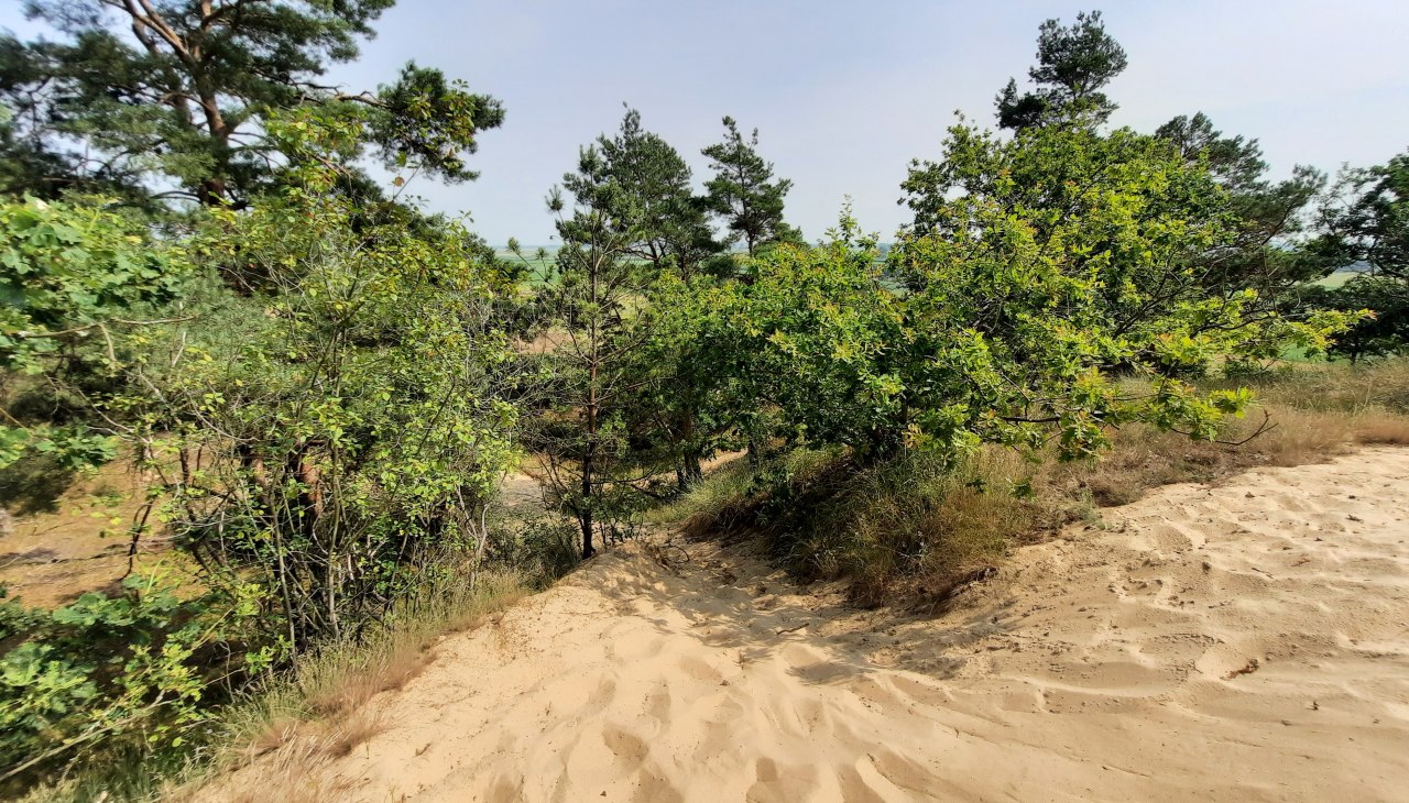 Inland dune Klein Schm&ouml;len, &copy; M. Lenthe