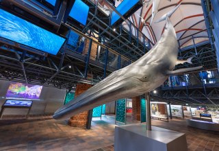 Im Westportal der Kirchenhalle empf&auml;ngt die imposante multimediale Inszenierung einer Jagd auf einen Sardinenschwarm die G&auml;ste. // &copy; Anke Neumeister/Deutsches Meeresmuseum