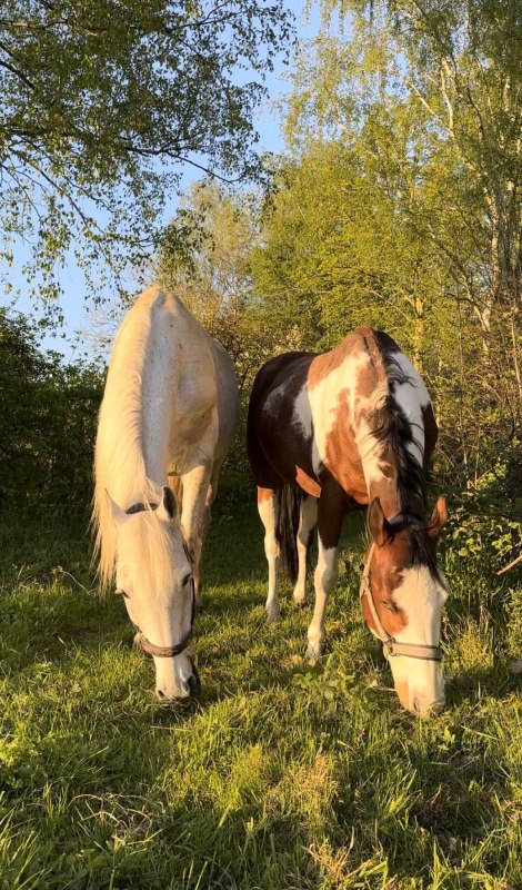 Horses // &copy; Martha E. Bende