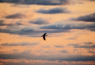 &copy; Binzer Bucht Tourismus