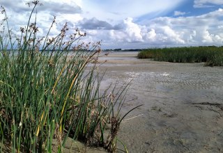 Schilfbewachsener Strandabschnitt an der Wohlenberger Wiek // © Sabine Stöckmann Schilfbewachsener Strandabschnitt an der Wohlenberger Wiek // © Sabine Stöckmann