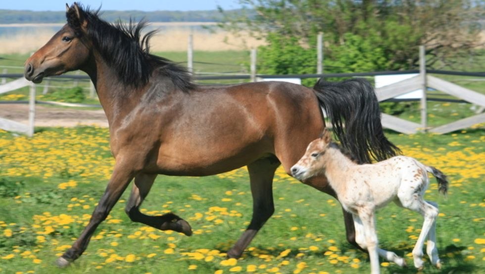 Horse and foal feel good at Little Uncle farm // &copy; Hof Little Uncle/ Angela Finkl-Hartmann