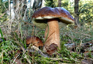 Porcini mushroom in the forest, © Udo Hopp