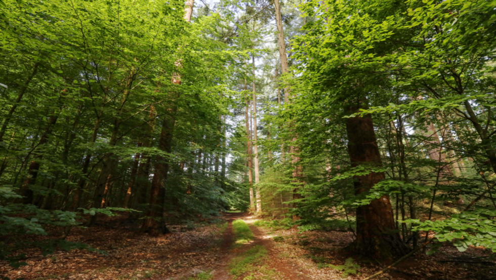 Daglezje w pobliżu Parchim, © TMV/Gohlke