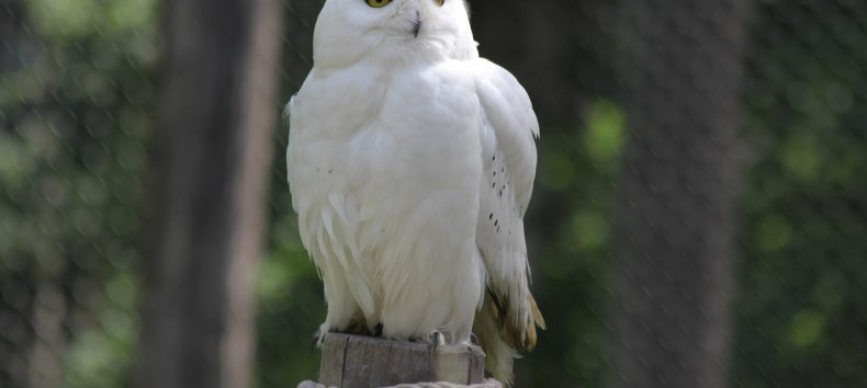Snowy owl on the Eulenberg in the Wildpark-MV, © Wildpark-MV