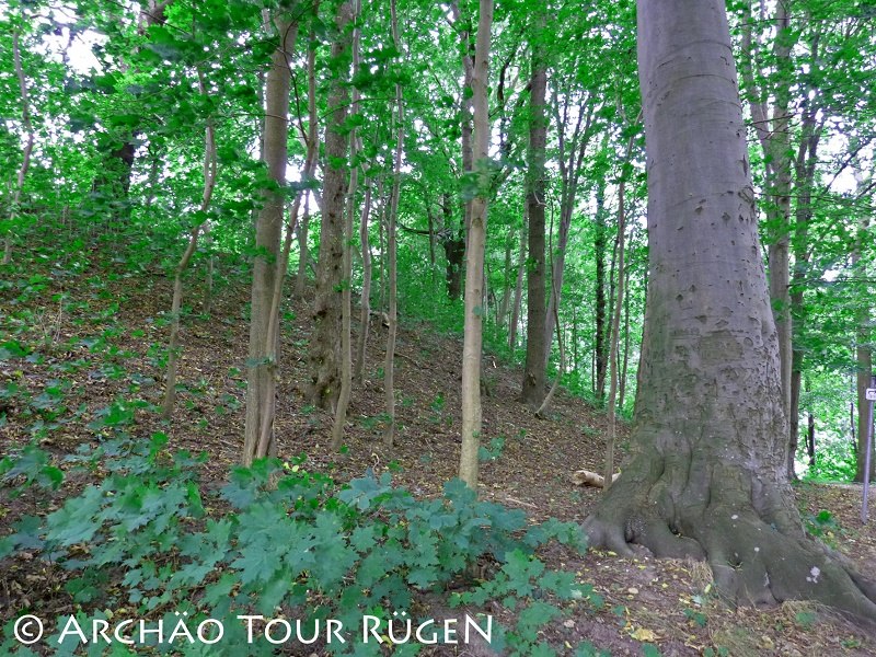 De voormalige kasteelmuur uit de Slavische periode is nu overwoekerd door bomen. // © Archäo Tour Rügen De voormalige kasteelmuur uit de Slavische periode is nu overwoekerd door bomen. // © Archäo Tour Rügen