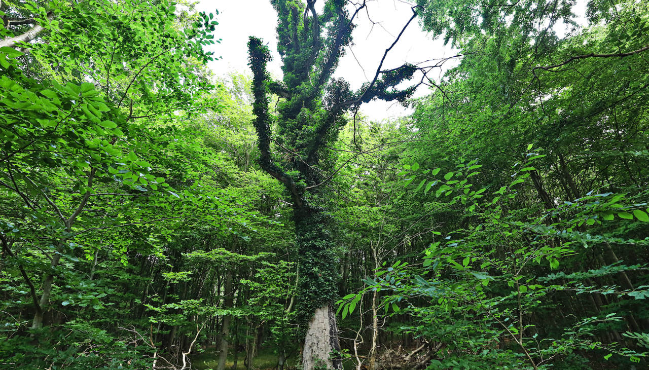 path-of-must-and-recognition_1, © TMV/Gohlke