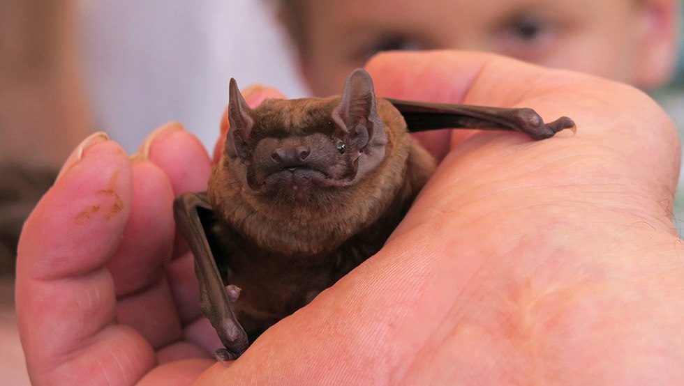 Kratzeburg Bat Night, &copy; Nationalparkamt M&uuml;ritz