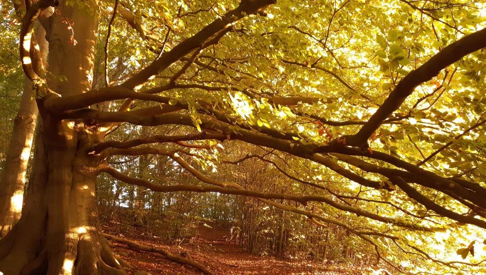 &copy; Susanne Behnke