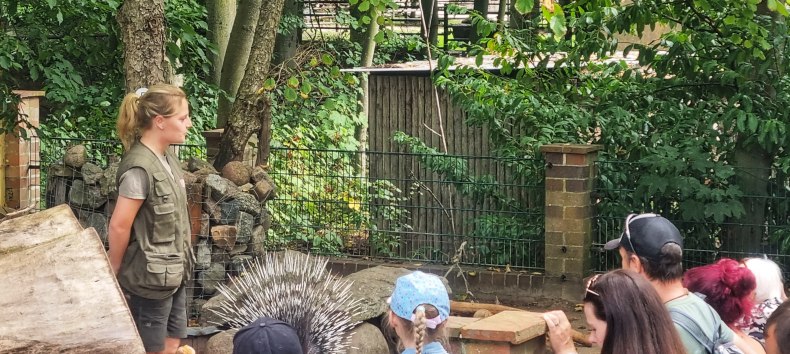 Commented porcupine feeding at Stralsund Zoo // © Hansestadt Stralsund Commented porcupine feeding at Stralsund Zoo // © Hansestadt Stralsund