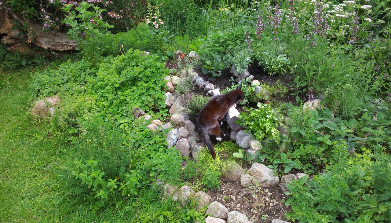 Diverse kruidenplanten met langstlevende kater, © Heike Voigt - Edle Tropfen Kräuterspezialitäten