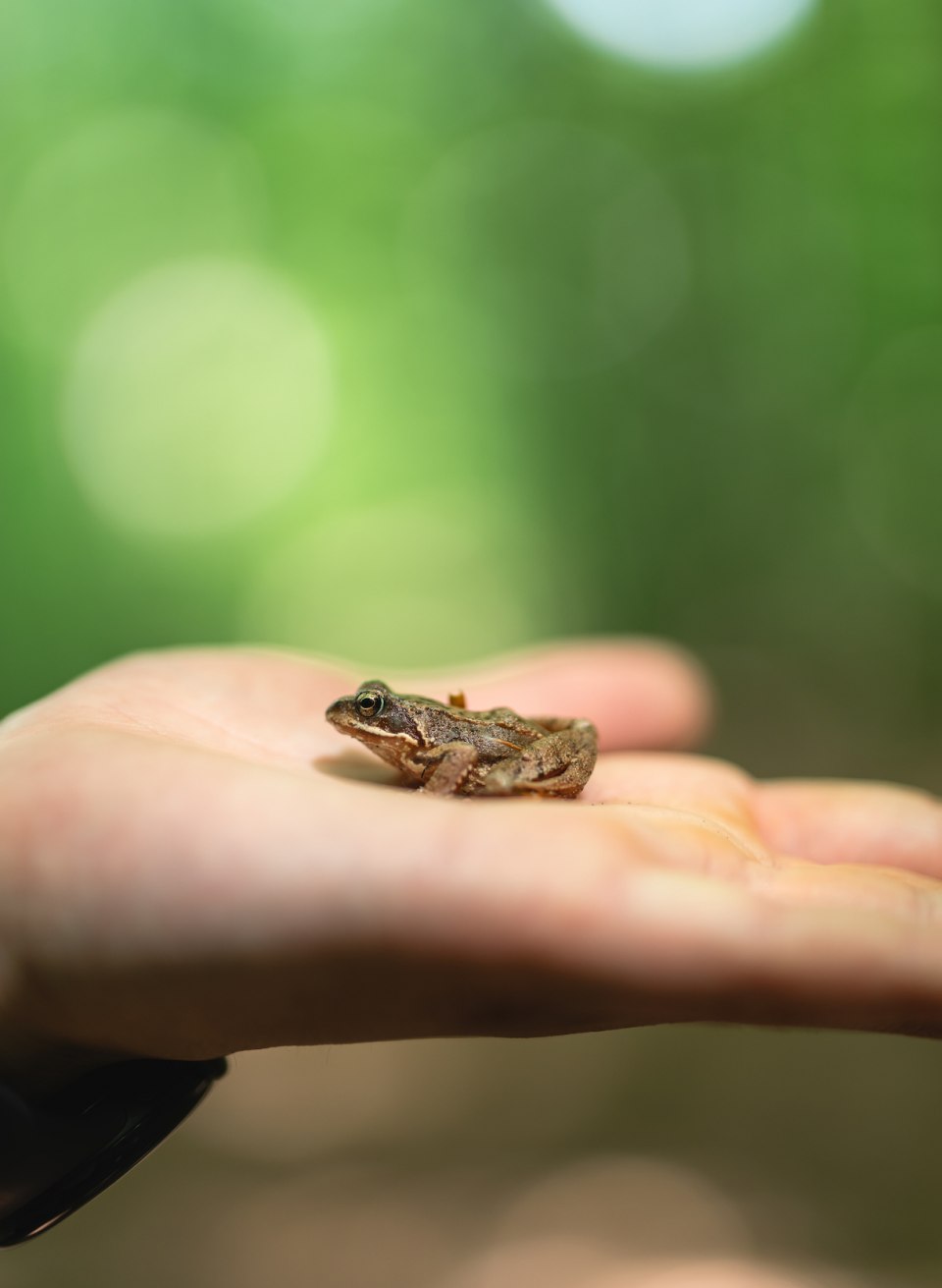 In spring, frogs croak here and dragonflies buzz around., © TMV/Gross A frog sits on your hand