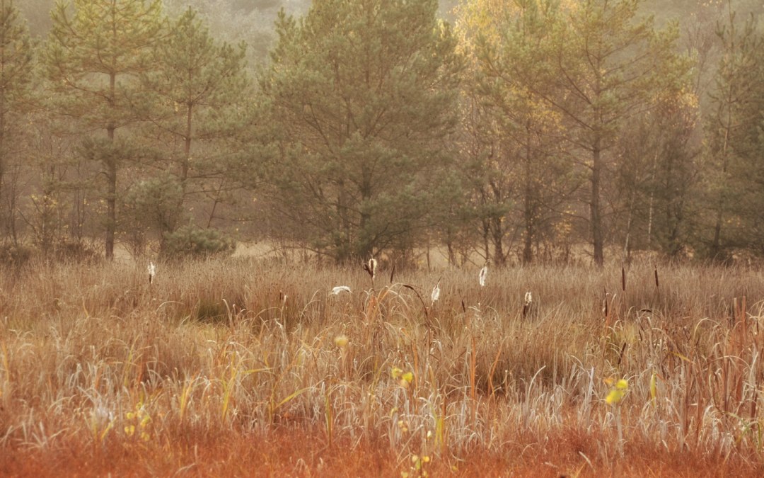 Grambower moor landscape in autumn, © Tourismusverband Mecklenburg-Schwerin