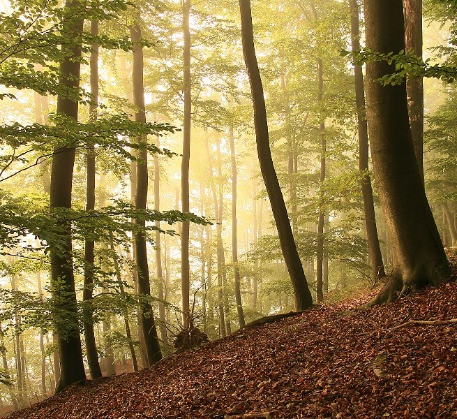 &copy; Kurverwaltung Feldberg