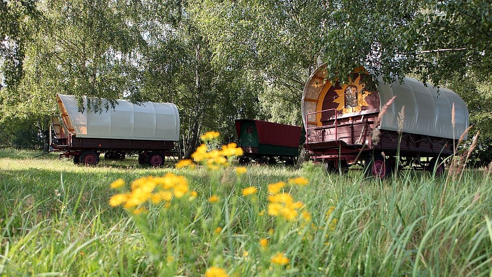 Covered wagon in birch grove, &copy; Planwagencamping/K&ouml;ster