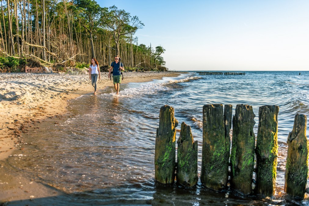 Coastal forest in Graal-Müritz, © TMV/Tiemann