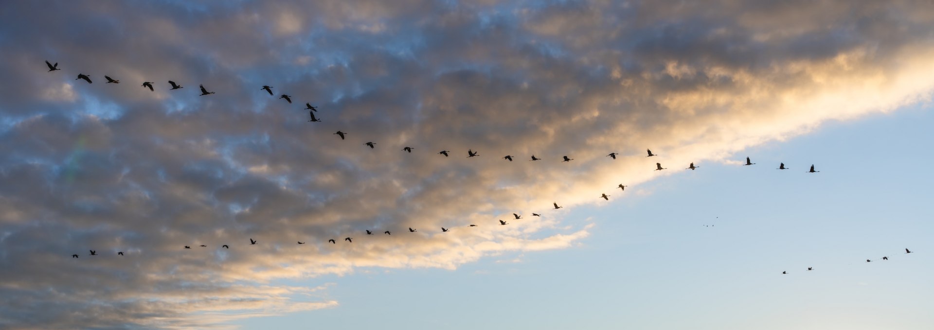 Een formatie kraanvogels vliegt tijdens zonsopgang over het landschap in het Nationaal Park Vorpommersche Boddenlandschaft.