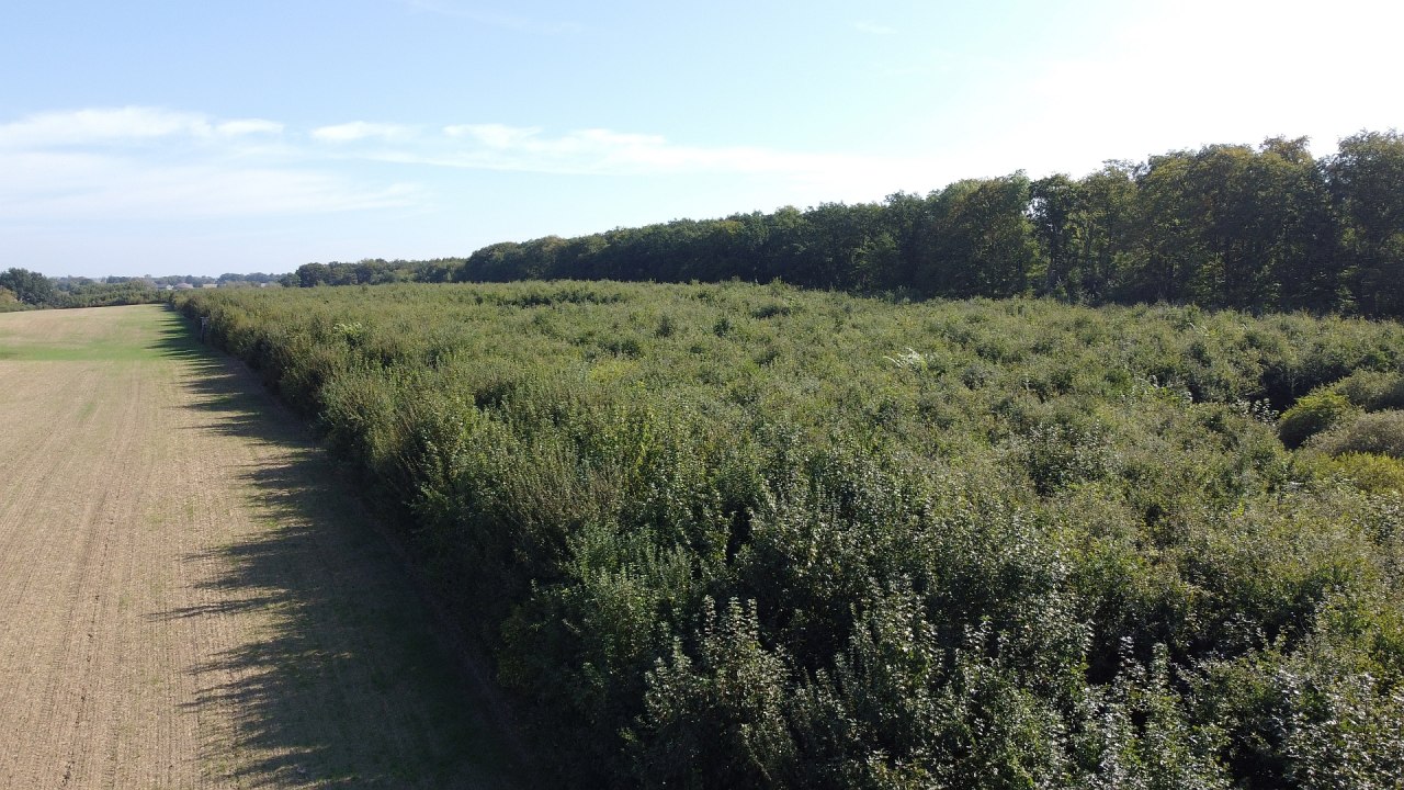 Klimaatbos Seefelder Holz, &copy; Landesforst MV