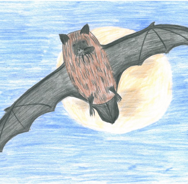 Bat with insect in its mouth // © Müritzeum Bat with insect in its mouth // © Müritzeum