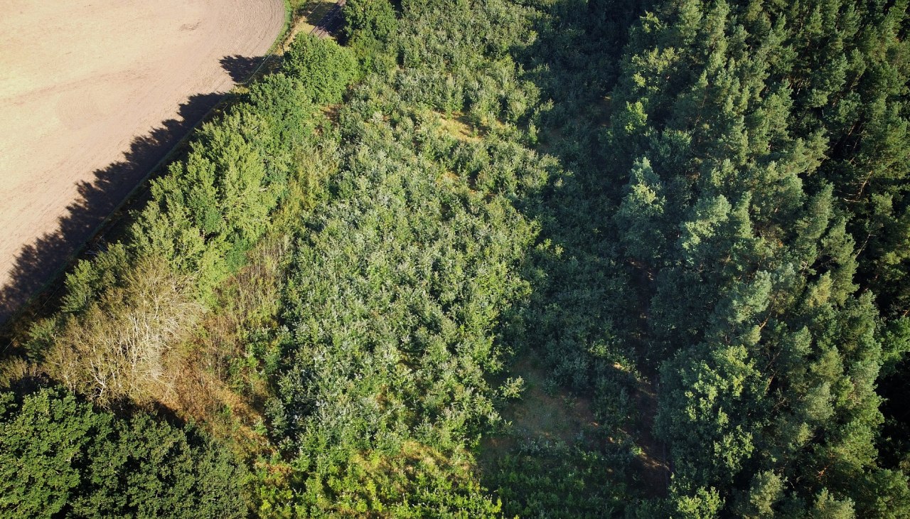 Klimatyczny las Bad Kleinen, © Landesforst MV