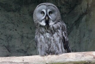 © Zoo Rostock/Braun