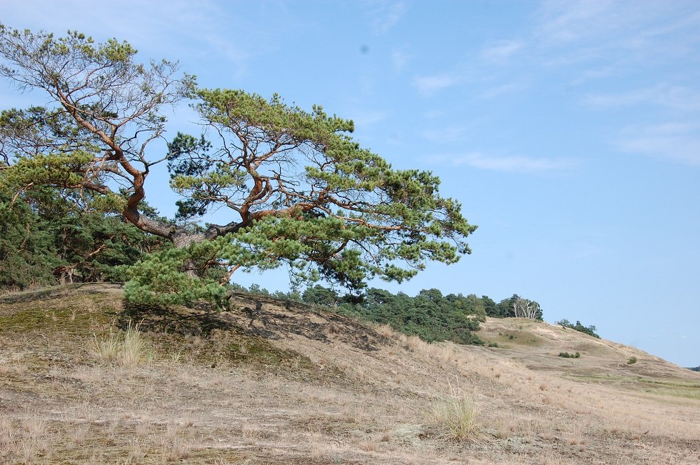 Stąd można zobaczyć daleko w głąb Lenzener Wische., © Gabriele Skorupski