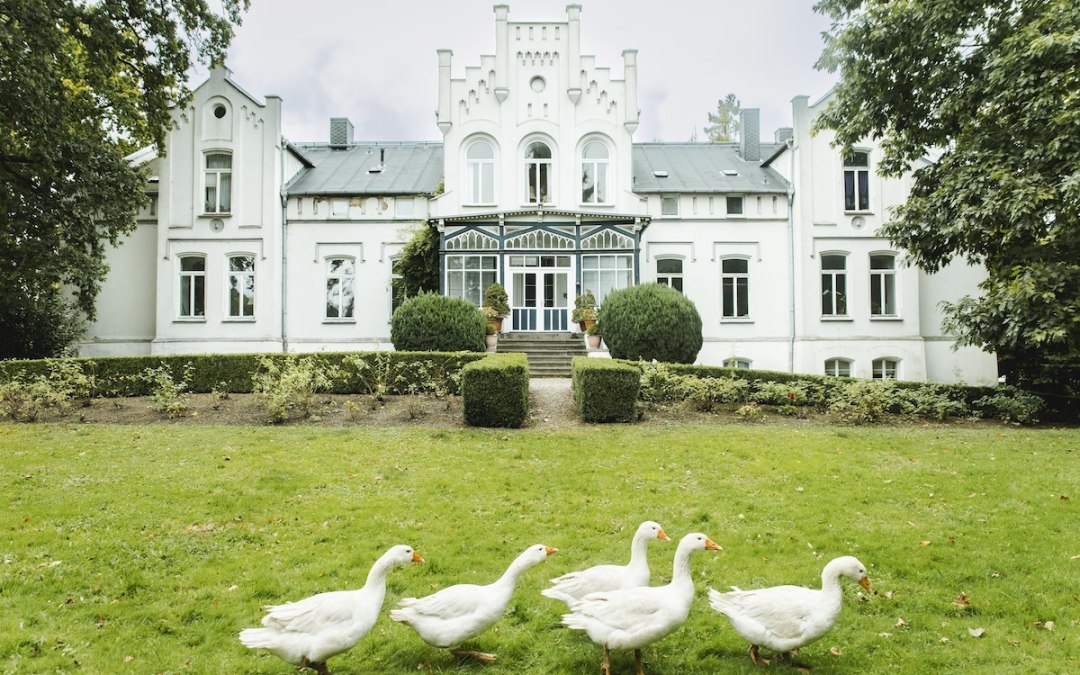 Ganzen in het park van Kasteel Kaeselow, © vollvincent