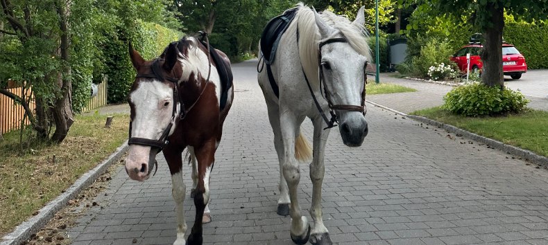 Herfstwandeling met paarden // &copy; Martha E. Bende