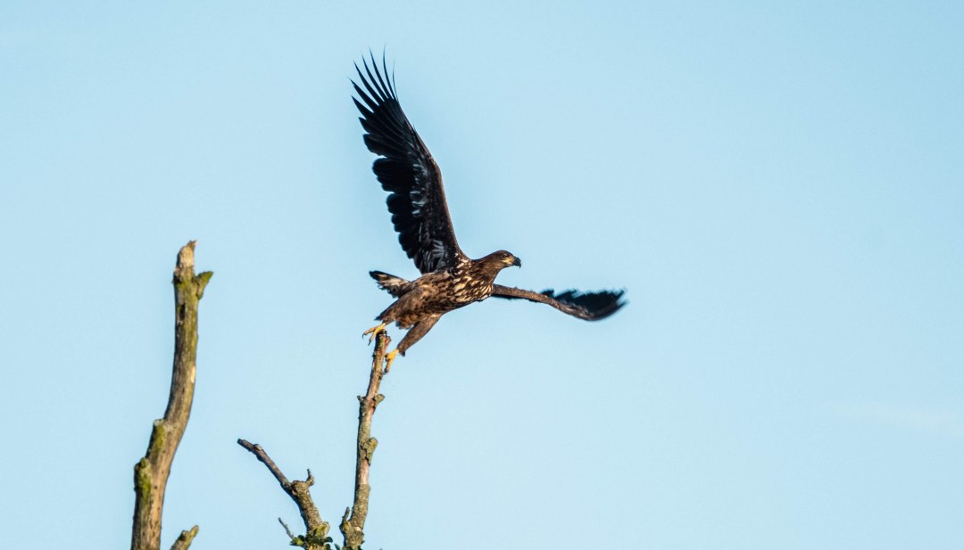 Een jonge zeearend stijgt op van een kale tak in de blauwe lucht van een Noord-Duits landschap. // Een majestueus moment: een jonge zeearend vliegt vanuit de top van een boom de wijde lucht in - een hoogtepunt voor natuurliefhebbers en vogelaars in de natuurlandschappen van Noord-Duitsland. // © MV-T/Scholz-Witzel Een jonge zeearend stijgt op van een kale tak in de blauwe lucht van een Noord-Duits landschap.