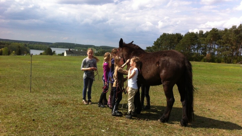 They are cuddly, the mules, and the children are happy about it. // &copy; Reit- und Fahrtourstik Lychen