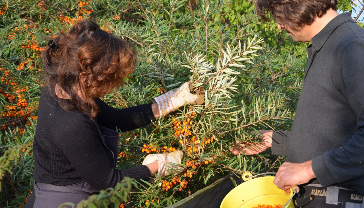 Sea buckthorn harvest in the old Büdnerei, © Alte Büdnerei/Schröter Sea buckthorn harvest in the old Büdnerei, © Alte Büdnerei/Schröter