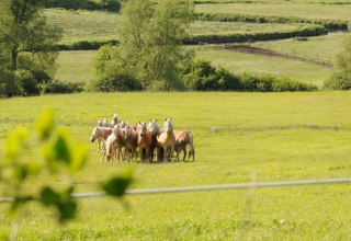 Haflinger jonge hengsten niet ver van de boerderij op Usedom, © Reiterhof Sallenthin