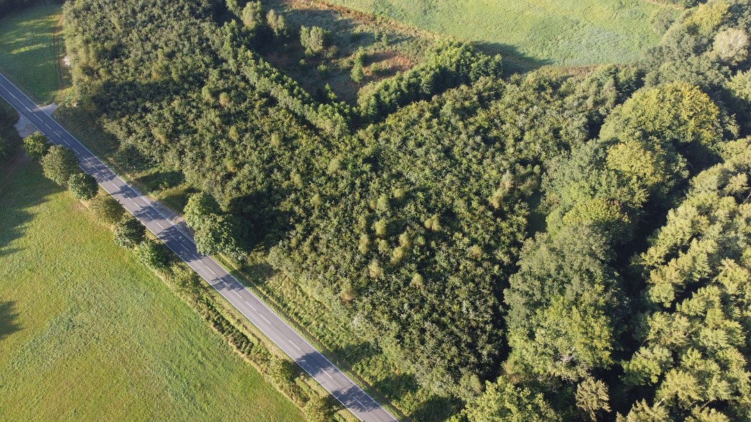 Klimatyczny las Bützow, © Landesforst MV Klimatyczny las Bützow, © Landesforst MV