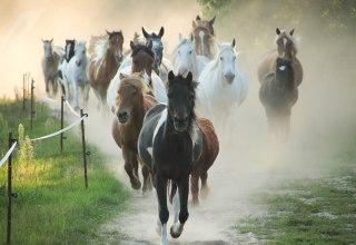 Herd of ponies at the horse farm Zislow. // &copy; Pferdehof Zislow