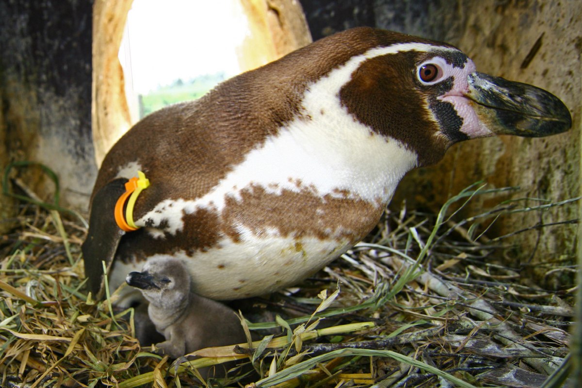 Penguin offspring // © Vogelpark Marlow Penguin offspring // © Vogelpark Marlow