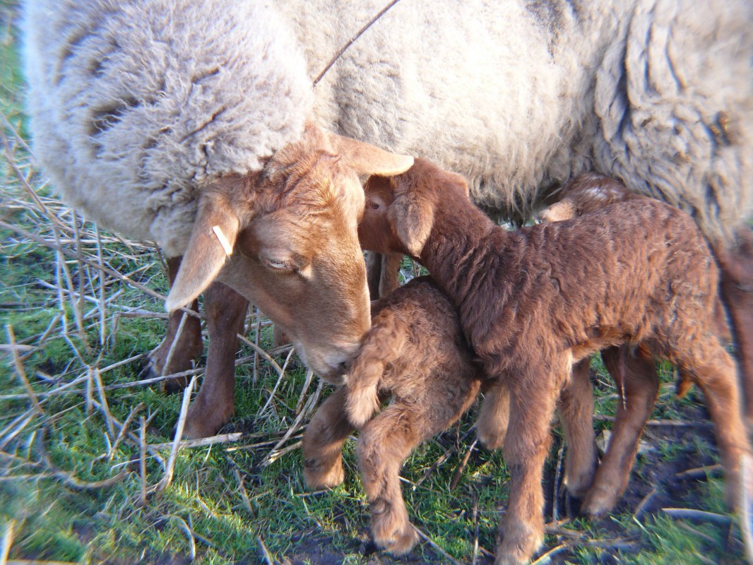 Coburg vossenschaap // &copy; Peter Ramsch