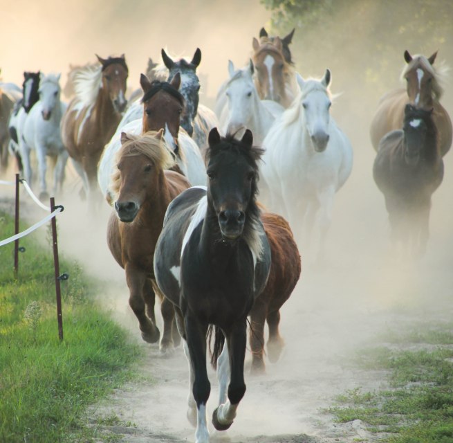 Herd of ponies at the horse farm Zislow., © Pferdehof Zislow Herd of ponies at the horse farm Zislow., © Pferdehof Zislow