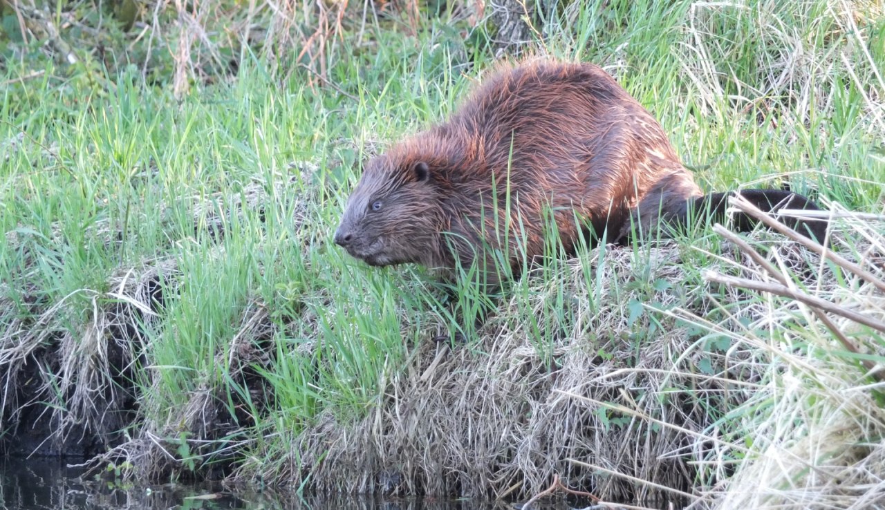 Een zeldzaam gezicht: Bever aan de kust // &copy; Martin Hagemann