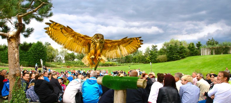 Eagle owl in the air show, &copy; @ Vogelpark Marlow