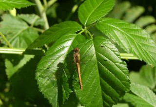 &copy; Biosph&auml;renreservat S&uuml;dost-R&uuml;gen