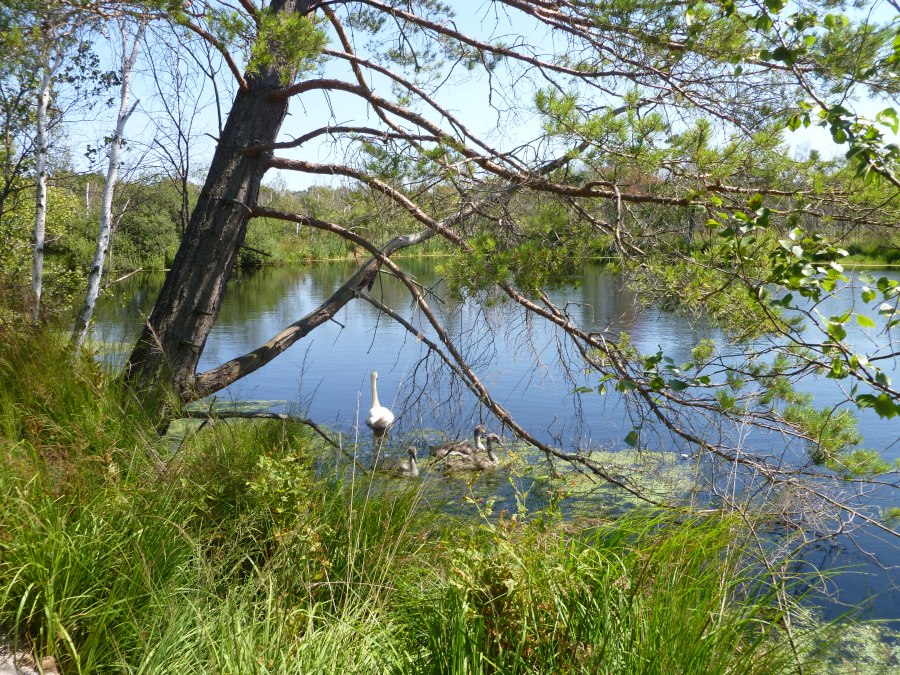 Jezioro bagienne, © Stadt Ribnitz Damgarten