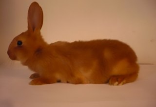(A childhood photograph my partner Reinier took of his rabbit 20 years ago, which has been used as the Wikipedia image for the Vale Van Bourgondië ever since.) // © Courtesy: Céline Mathieu, Reinier Hoon & Gauli Zitter. (A childhood photograph my partner Reinier took of his rabbit 20 years ago, which has been used as the Wikipedia image for the Vale Van Bourgondië ever since.) // © Courtesy: Céline Mathieu, Reinier Hoon & Gauli Zitter.