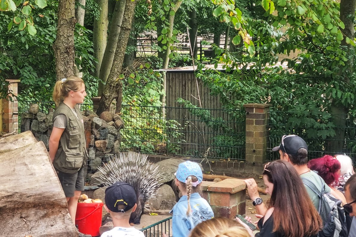 Możliwość komentowania Karmienie jeżozwierzy w zoo w Stralsundzie // &copy; Hansestadt Stralsund