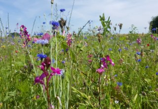 Wild flower meadow at the Wandelweg Sietow, &copy; TMV/UB