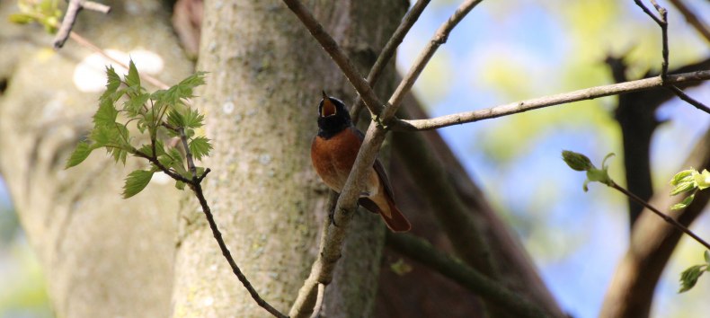 Gartenrotschwanz im Ahornbaum // &copy; Hannes Brendler