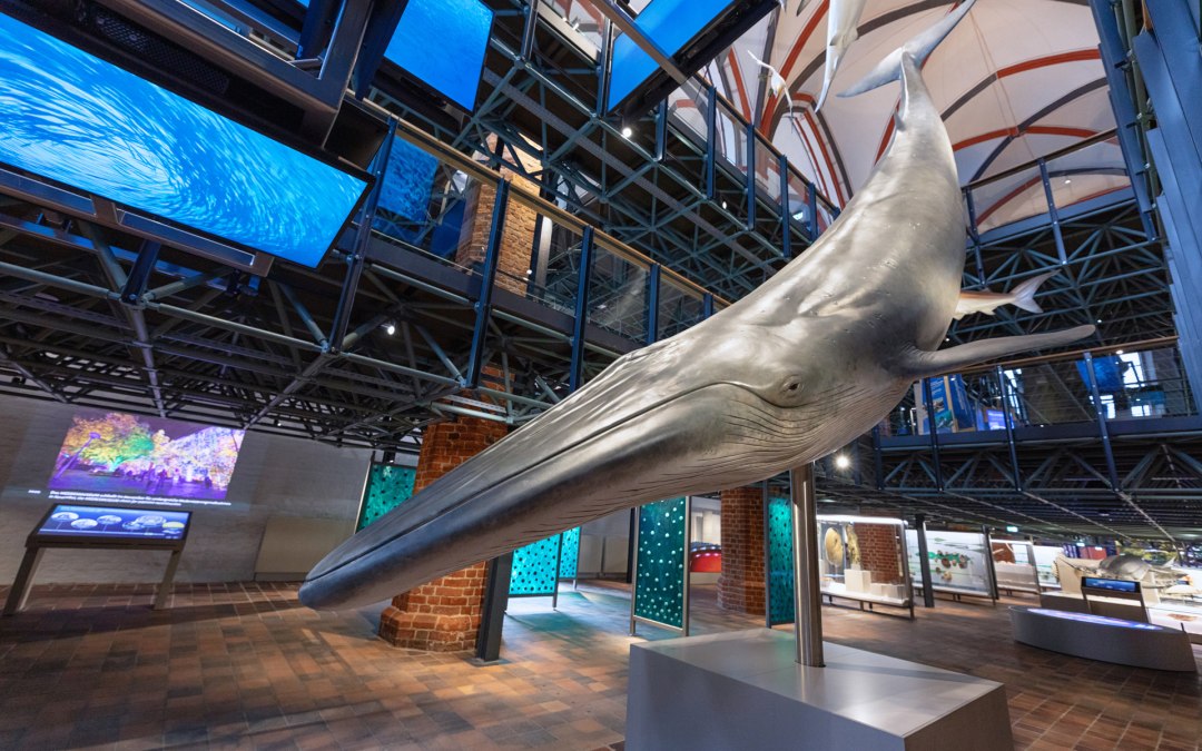 In het westportaal van de kerkzaal worden de gasten begroet door een indrukwekkende multimediaproductie van een jacht op een school sardines., © Anke Neumeister/Deutsches Meeresmuseum